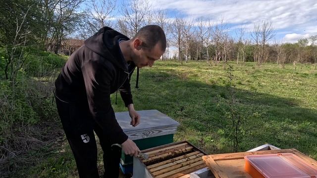Пчелните семейства в края на зимата смотреть онлайн