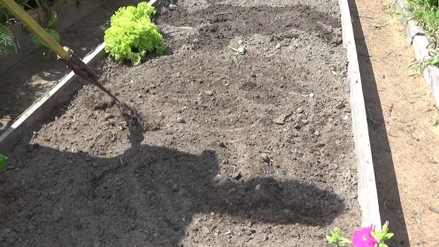 Урожай лука и чеснока убран-что дальше? смотреть онлайн