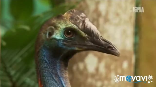 Казуар. Птица-динозавр. смотреть онлайн