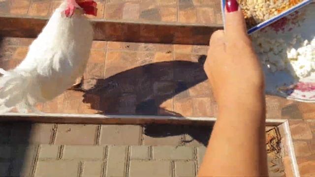 Петя и компания. Часть 52 Петух который считает себя котом