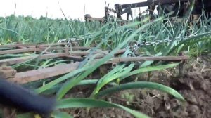 Второе весеннее боронование чеснока.