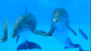 Звуки дельфинов/Dolphin sounds