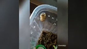 •как правильно отстаивать воду ?• сколько раз нужно брызгать?•