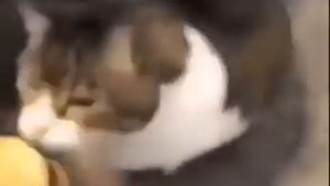 Here Kitty, you can have cheese burger 🍔