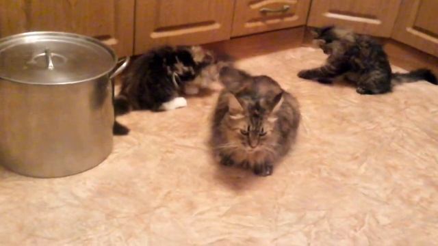 Котята Мейн Кун. #авито_котята_мейнкун