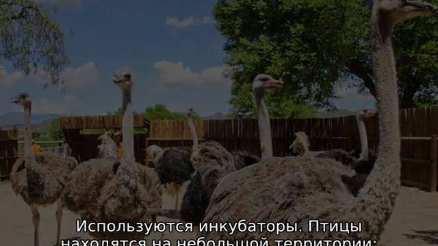 Разведение страусов смотреть онлайн