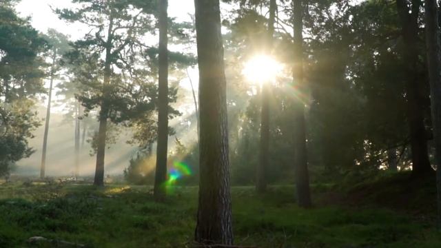 Убираем негатив восстановлении здоровье медитация смотреть онлайн