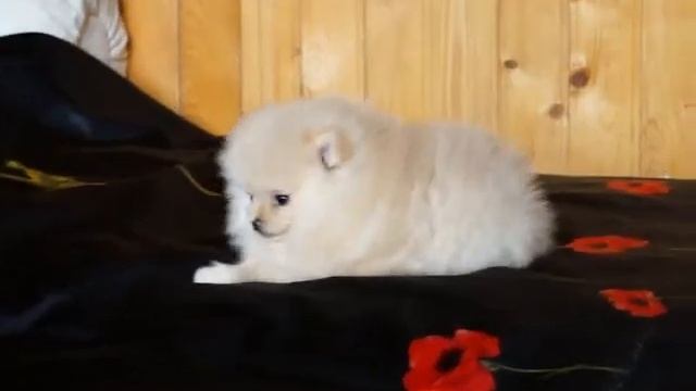питомник шпицев щенки