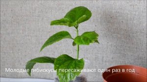 Уход за комнатным гибискусом в домашних условиях