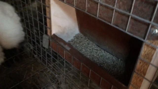 Сколько весит месячный кролик? Вес Калифорнийских крольчат в 1 месяц. смотреть онлайн