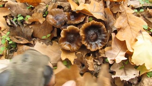 В поиске Половцев и Печенегов "Никольское на Днепре" (Неизданное 2019). смотреть онлайн