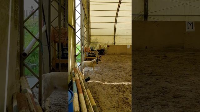 #отуха_докопыта
Вчера у нас на тренировке были ... ? 
Пришел главный наблюдатель за тренировками.