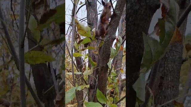 #squirrel #belka #белка #forest #царицыно #октябрь #лайк смотреть онлайн