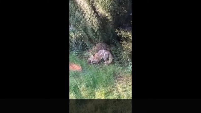 Fox against hedgehog / Fuchs gegen Igel / Lis i jez / Renard contre hérisson смотреть онлайн