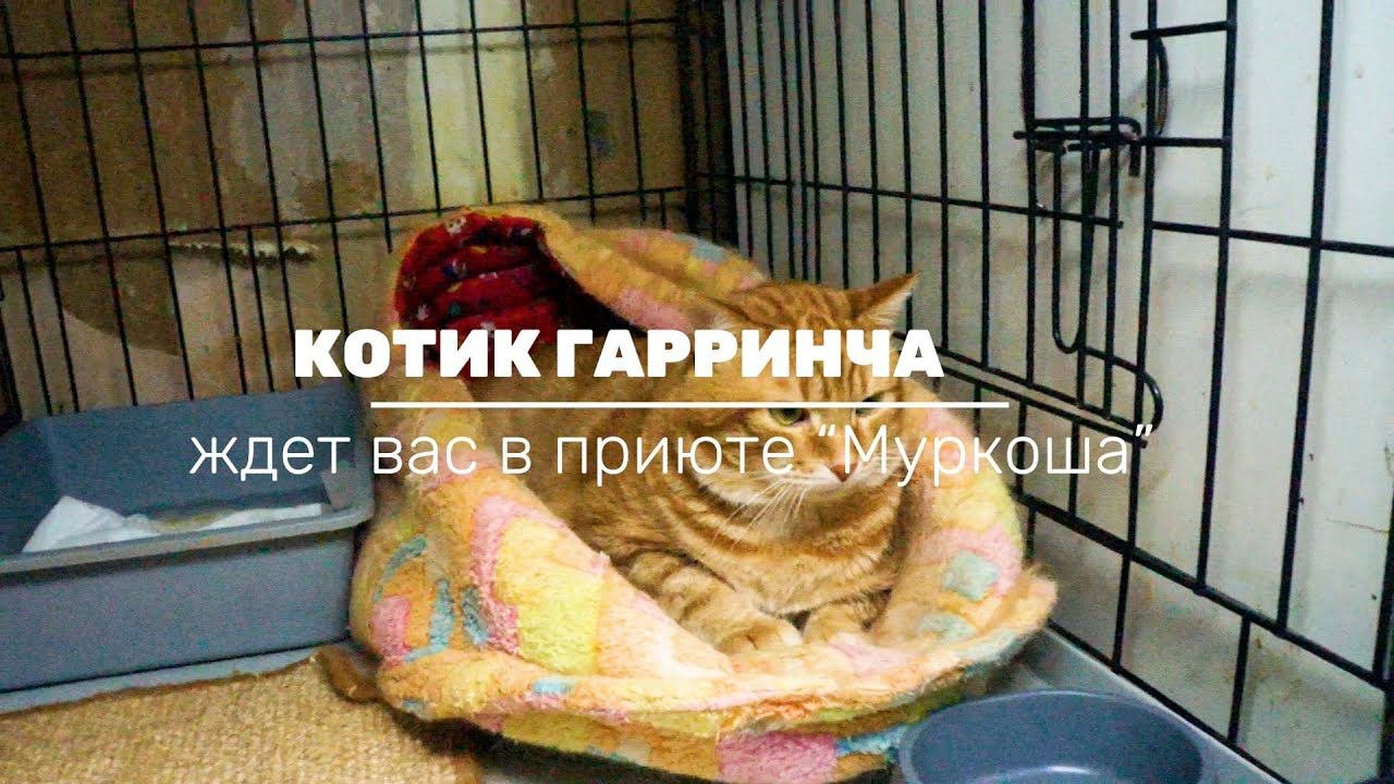 ГАРРИНЧА (уже дома)