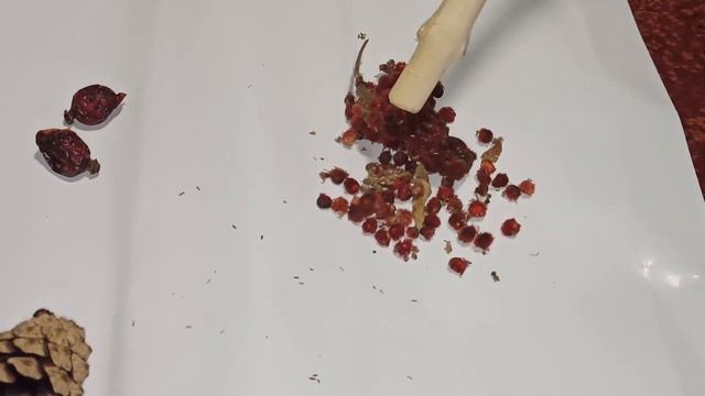 Комнатные цветы. Сумах оленерогий. Роза. Сосна. Выращивание Семенами смотреть онлайн