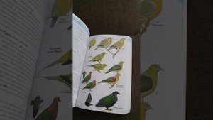 Потрясающе красивая книга про птиц индийского суб-континента