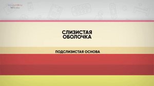 Строение и функции тонкого кишечника ❗