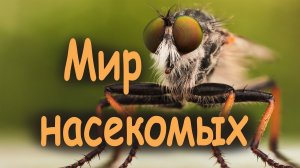 Удивительный мир насекомых (обзорная экскурсия).mp4
