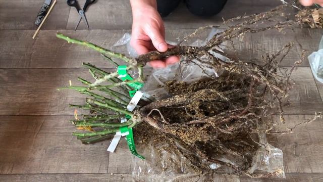 ДОЛГОЖДАННЫЕ СОРТА РОЗ ПРИШЛИ. РОЗЫ ОТ СЕРГЕЯ ОВЧАРОВА. РАСПАКОВКА ПОСЫЛКИ. КАЧЕСТВО САЖЕНЦЕВ ОГОНЬ