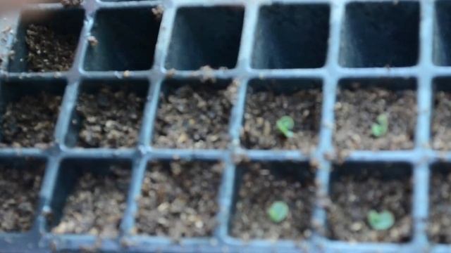 ✿✿ PLANTA MEDICINAL: KALANCHOE LAETIVIRENS ✿✿ смотреть онлайн