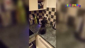 Коты и кошки, прыжки, падения, неудачи.