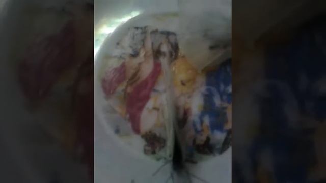 Как ухаживать за бабочками? смотреть онлайн