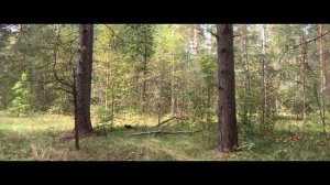 Прогулка по  лесу. Съемка с рига на анаморфотный объектив Apexel HD 1,33X
