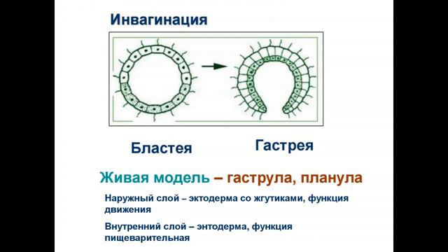теории многоклеточности