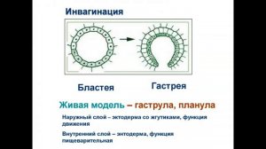 теории многоклеточности