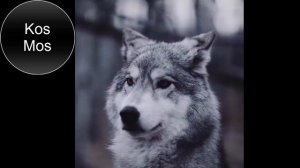 HE KURILI Не выбираем роли 2017