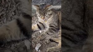 Просто камышовый Кот🙂