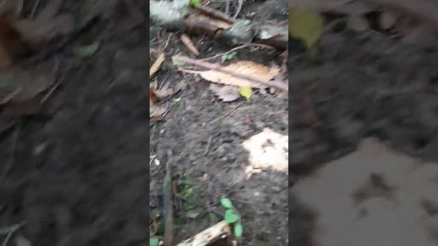 Белый трюфель / Как и  где искать  ?!