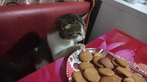 Котик Мурчик любит печенье 🍪 и ждёт его прямо за столом.