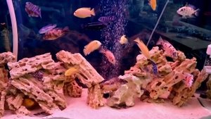 Меланохромис яркость видов / Ауратус / Майнгано  / Йохани /