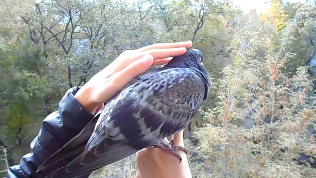 МАЛЕНЬКИЙ ПТЕНЕЦ ГОЛУБЯ! смотреть онлайн