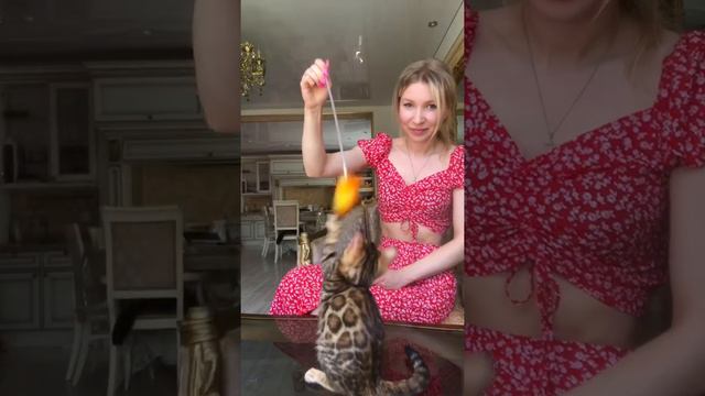 Купить бенгальского котёнка. Бенгальская девочка what’s app 8(999)013-3-999