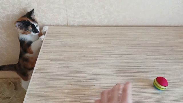 Как кошки выбирают себе хозяина смотреть онлайн