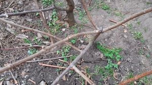 Обрезка метельчатой гортензии весной