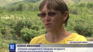 Первый урожай жимолости собирают на юге Красноярского края