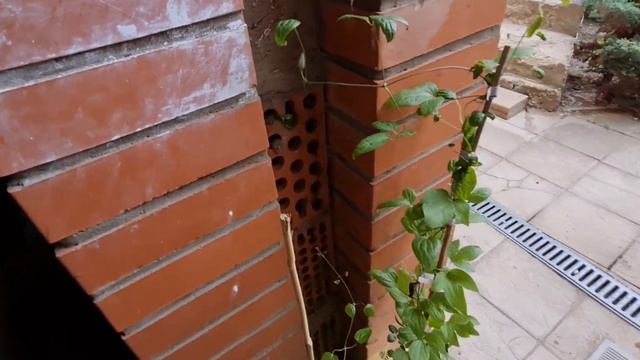 ЧЕМ КНЯЖИКИ ОТЛИЧАЮТСЯ ОТ КЛЕМАТИСОВ И КАК ОПРЕДЕЛИТЬ ГРУППУ ОБРЕЗКИ? смотреть онлайн