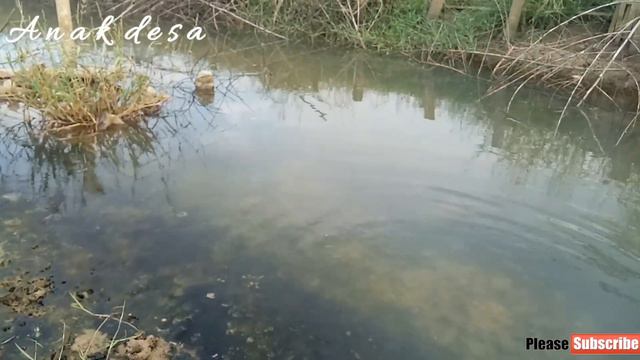 Umpan mancing belut | Eel fishing bikin ketagihan смотреть онлайн