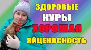 Здоровые куры - хорошая яйценоскость.