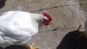 Деревенский день. Бройлеры едят хлеб/village day. Chickens eat bread