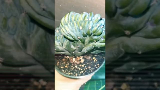 Myrtillocactus Geometrizans Crested,#succulent #houseplants #rarecactus #cactus #plants #unboxing