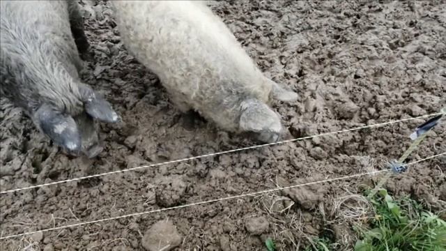 Вальс свиней (настоящий). Прикольный момент. Pig Waltz (for real). Cool moment. смотреть онлайн