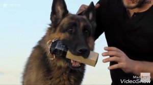 ПЕС(ВЗРЫВЧАТКА)[ЭДИТ]!!!