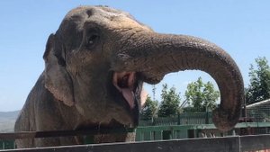 Тайган, Крым ✔️ Слон в жару пьёт воду ?