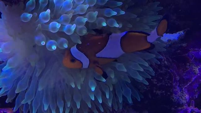 Simbiosi pagliaccio anemone смотреть онлайн