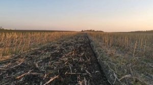 Уборка подсолнечника. Пионер P64LE25 по пахоте.